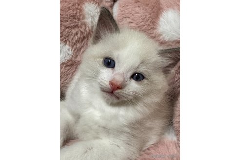 販売中の三重県のラグドール-117220の3枚目